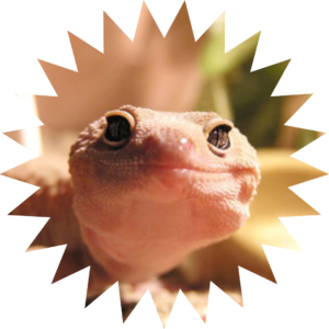Gecko zâmbind