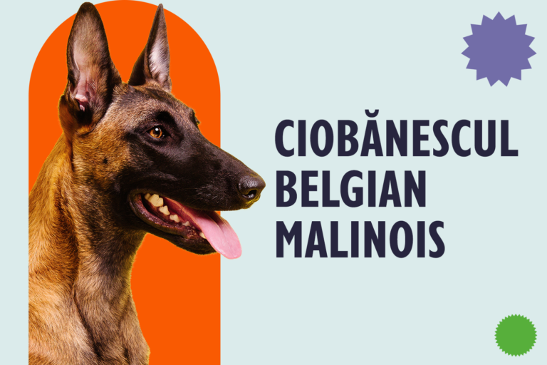 Ciobănesc Belgian Malinois