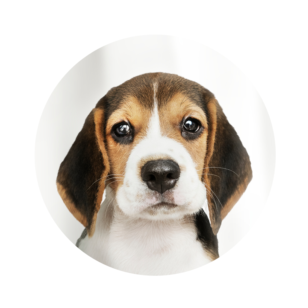 Portret beagle
