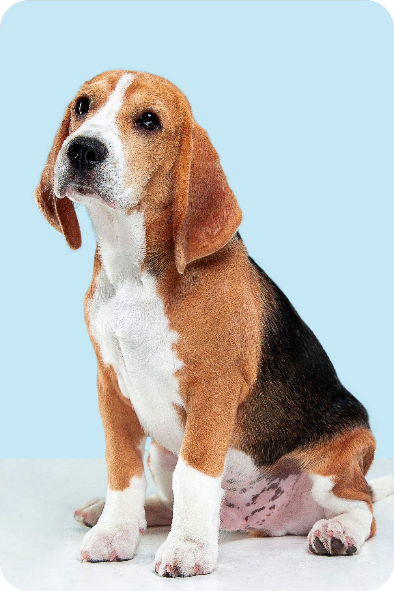 Beagle, Rasă Câini