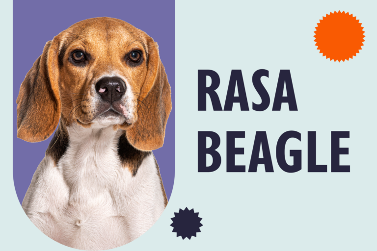 Rasa Beagle