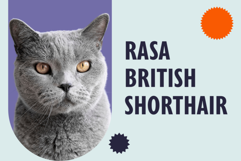 Rasa British Shorthair