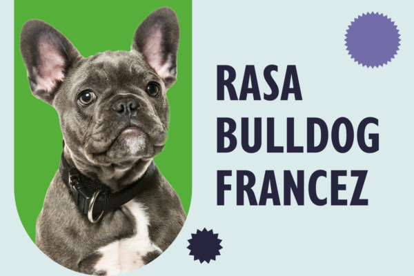 Rasa Bulldog Francez