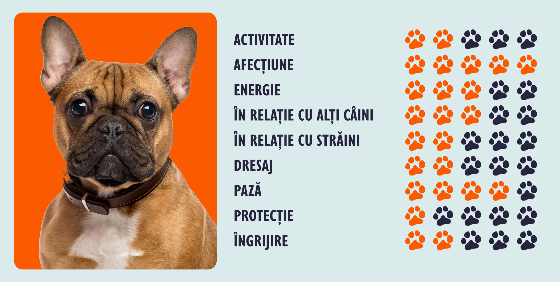 Rasa Bulldog Francez Infografic