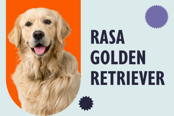 Rasa Golden Retriever