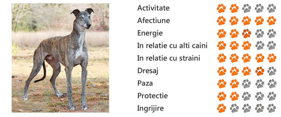 greyhound trebuie să piardă în greutate)