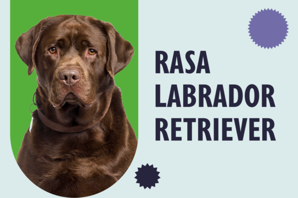 Rasa Labrador Retriever