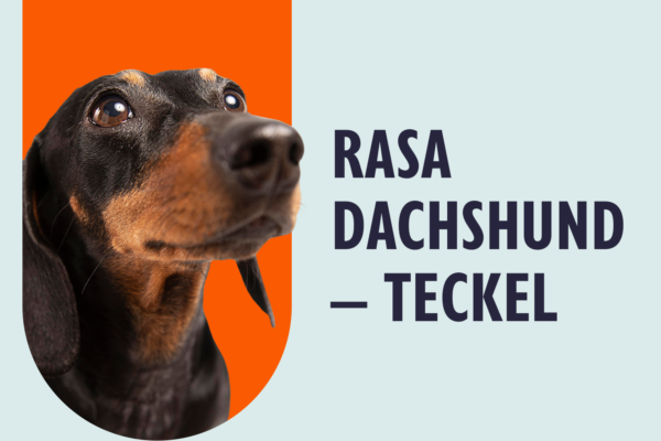 Dachshund (Teckel)