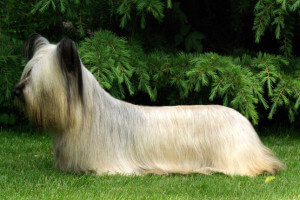 Skye-Terrier
