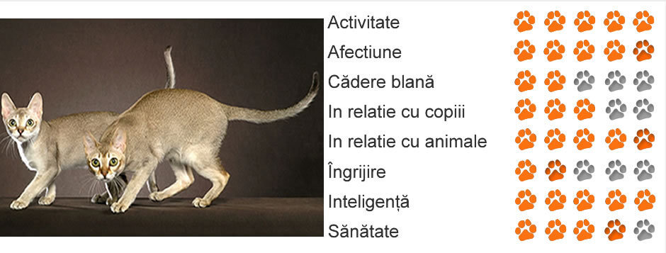 Pisica din Rasa Singapura - Blog Blog Animale - Nutritie Ingrijire 