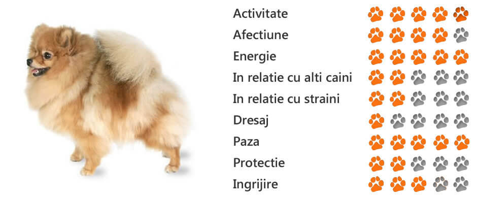 Câini din rasa Pomeranian