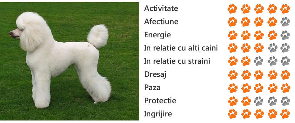 Airedale Terrier: fotografie câine, preț, descriere rasă, caracter, video