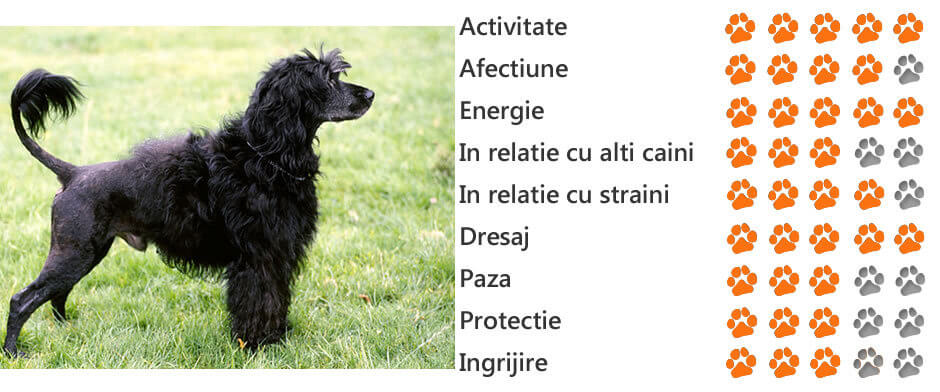 câine de apă portughez elvețian anti îmbătrânire)