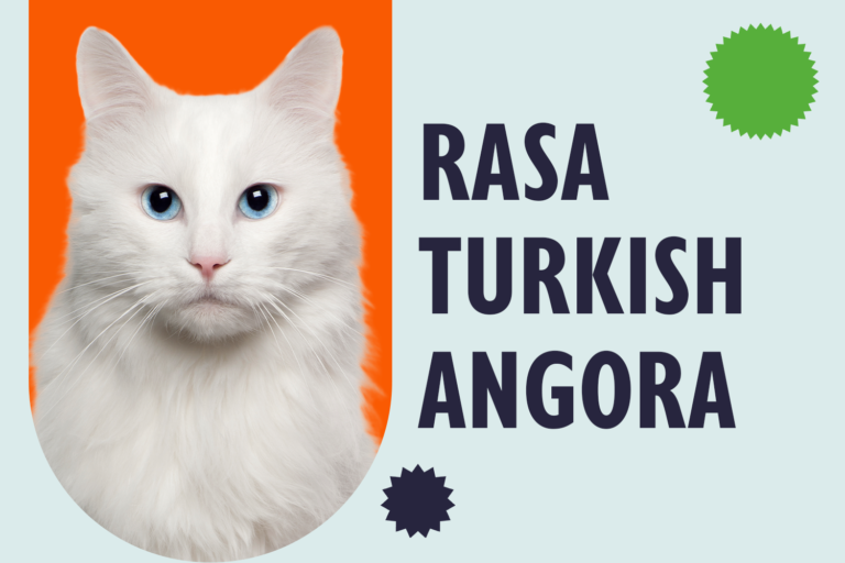 Rasa Turkish Angora