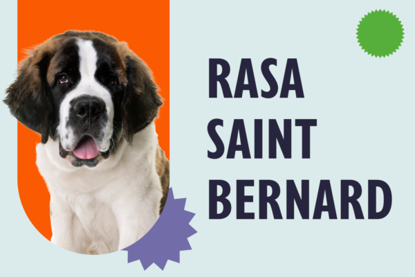 Saint Bernard