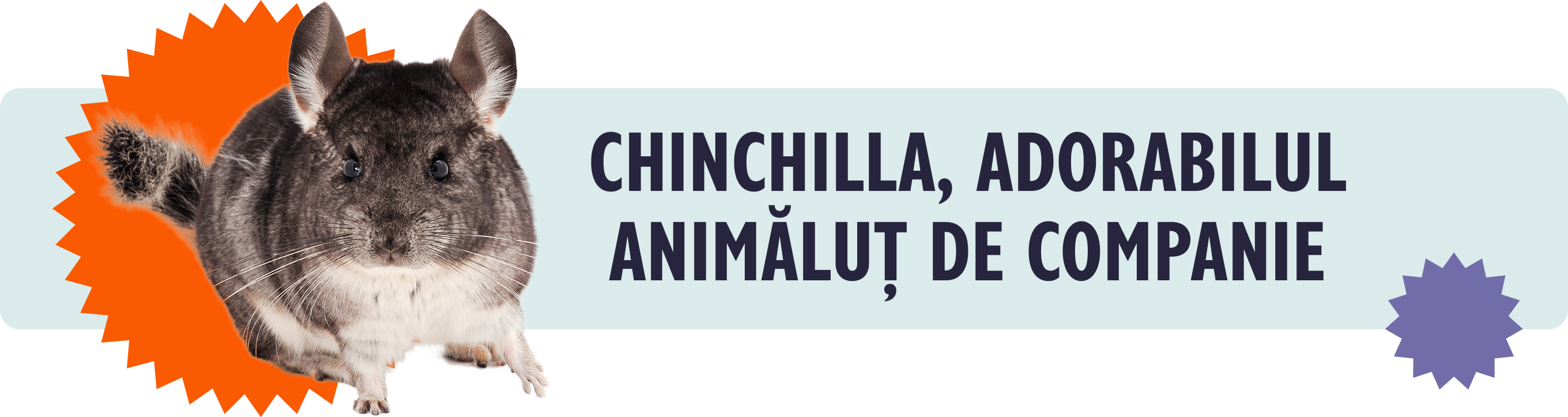 Chinchilla