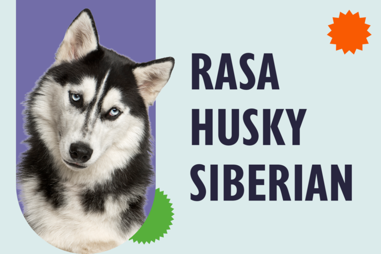 Rasa Husky Siberian
