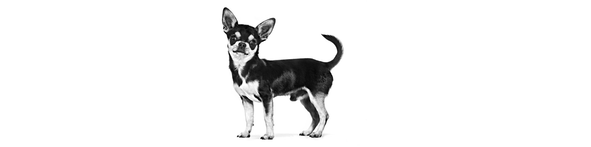 Royal Canin Câine Talie Mică