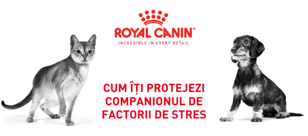 Cum îți protejezi companionul de factorii de stres - Articol Royal Canin