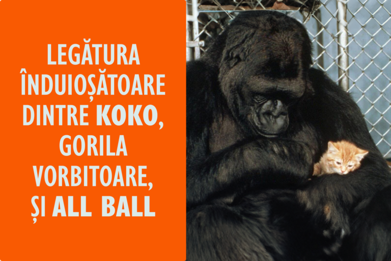 Koko și All Ball