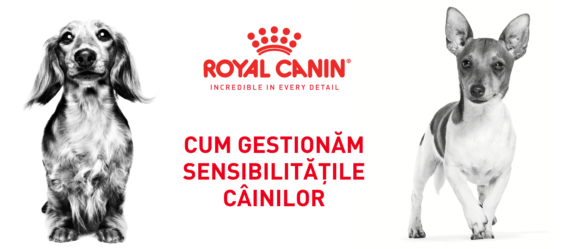 Cum gestionăm sensibilitățile câinilor