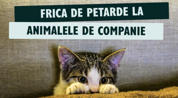 Frica de petarde la animalele de companie