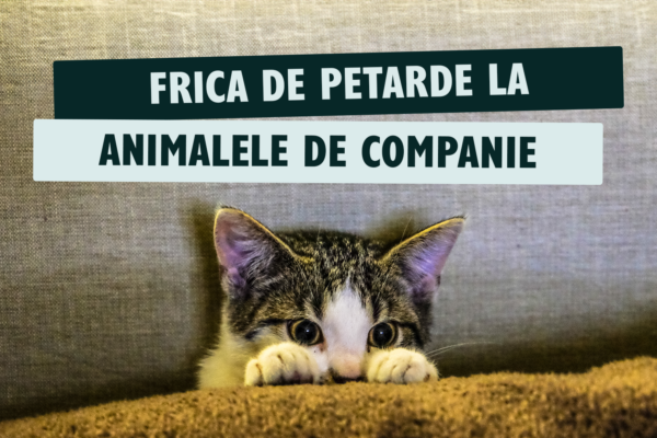 Frica de petarde la animalele de companie