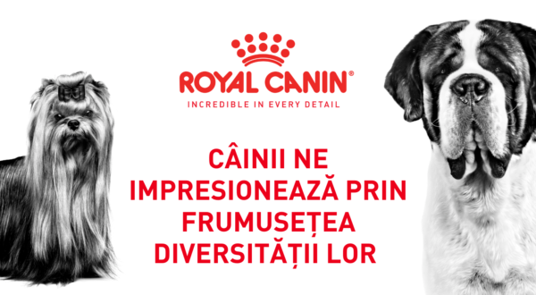 Cainii ne impresioneaza prin frumusețea diversității lor