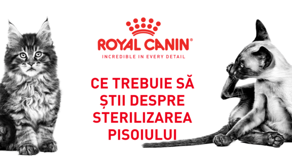 Ce trebuie să știi despre sterilizarea pisoiului