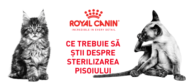 Ce trebuie să știi despre sterilizarea pisoiului
