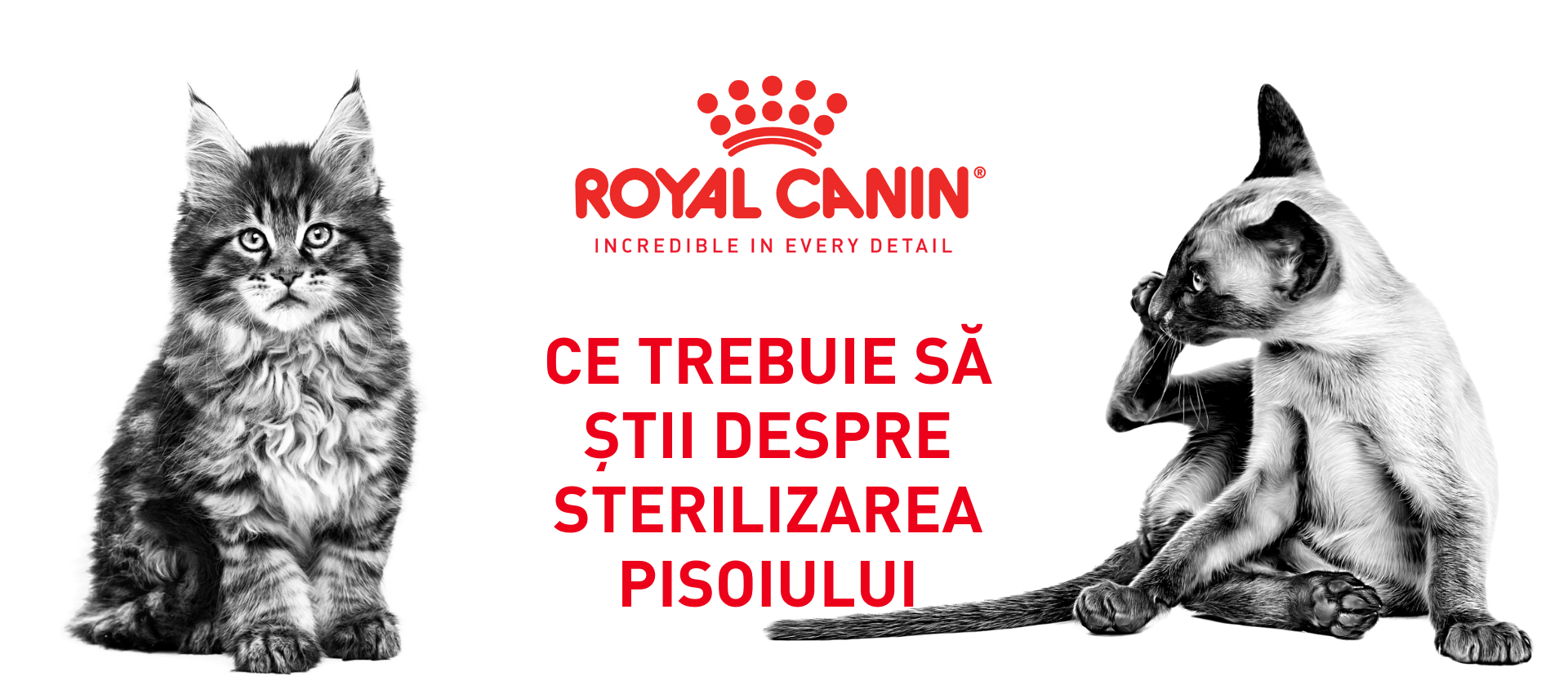 Ce trebuie să știi despre sterilizarea pisoiului Ce trebuie să știi despre sterilizarea pisoiului