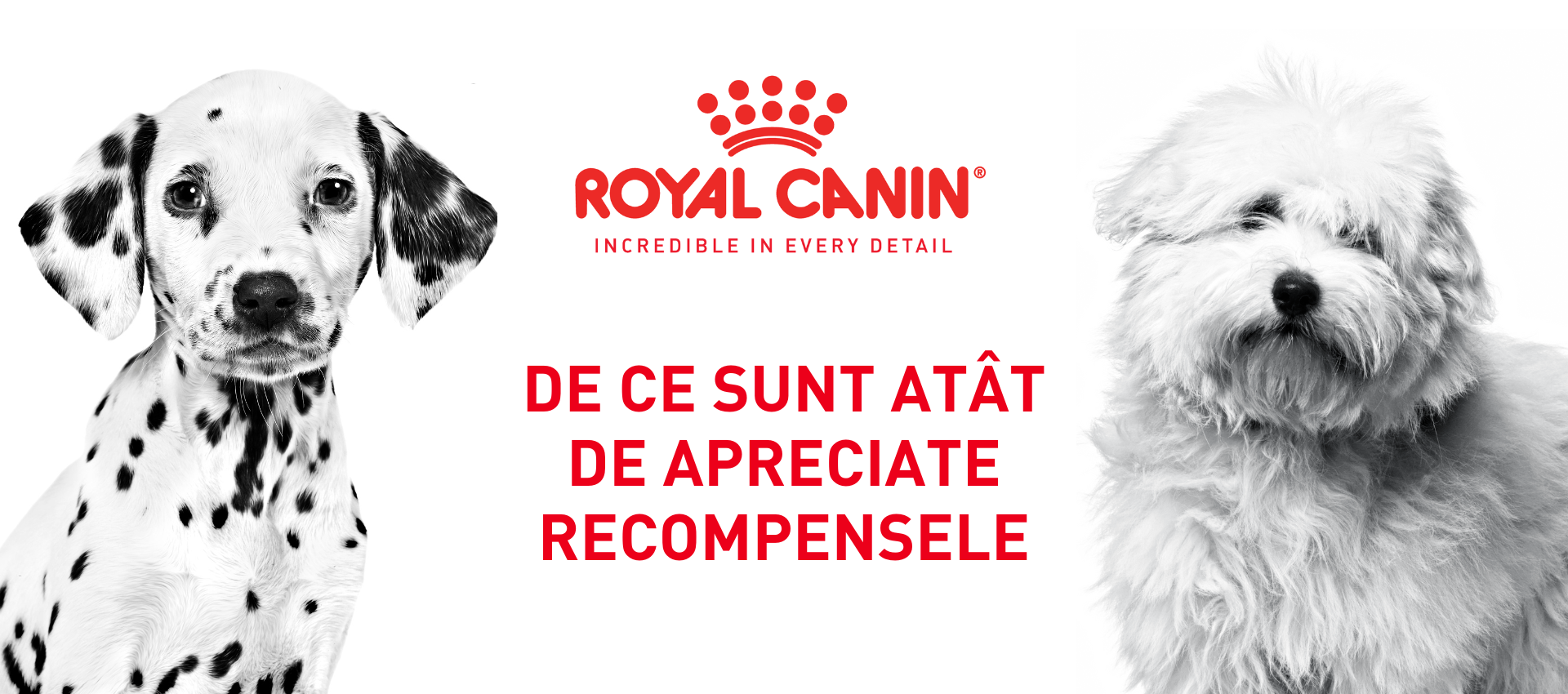 De ce sunt atât de apreciate recompensele De ce sunt atât de apreciate recompensele
