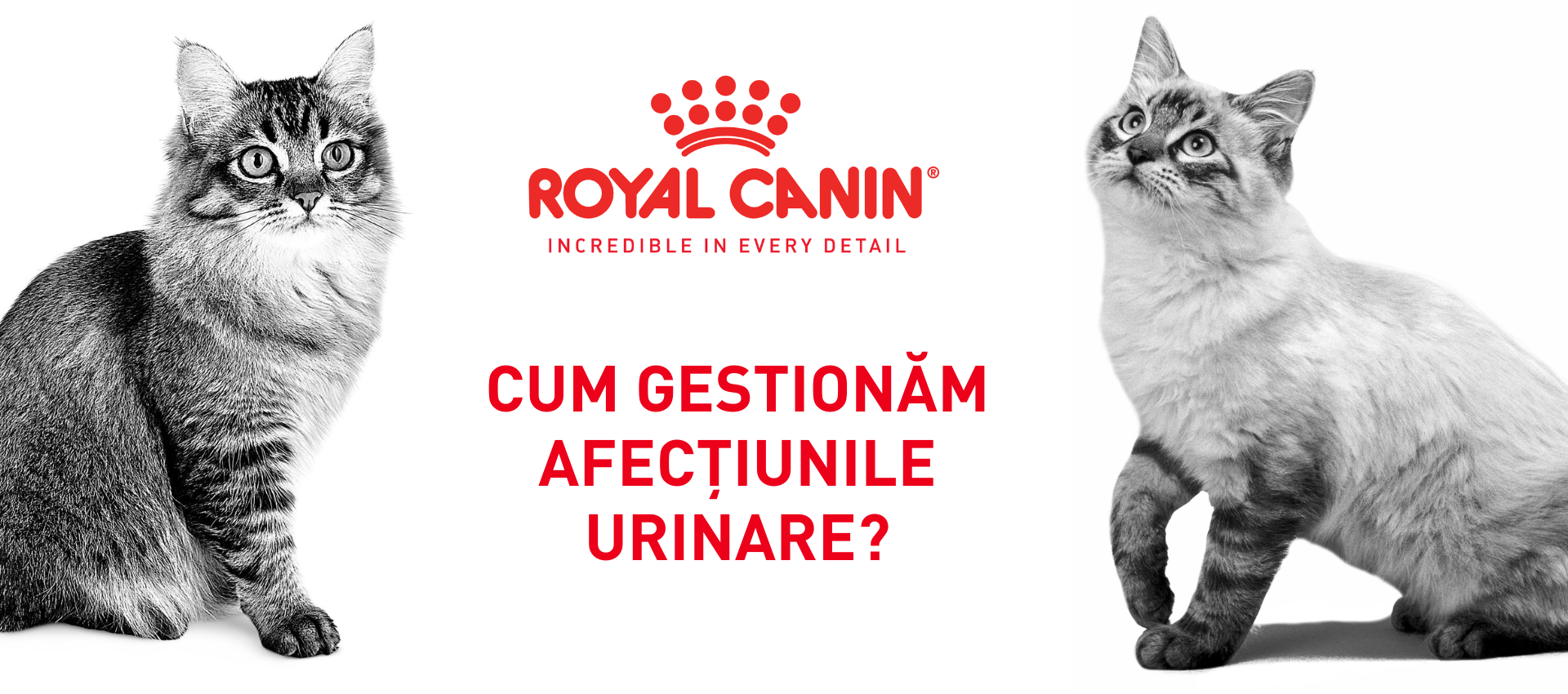 Cum gestionăm afecțiunile urinare la pisici