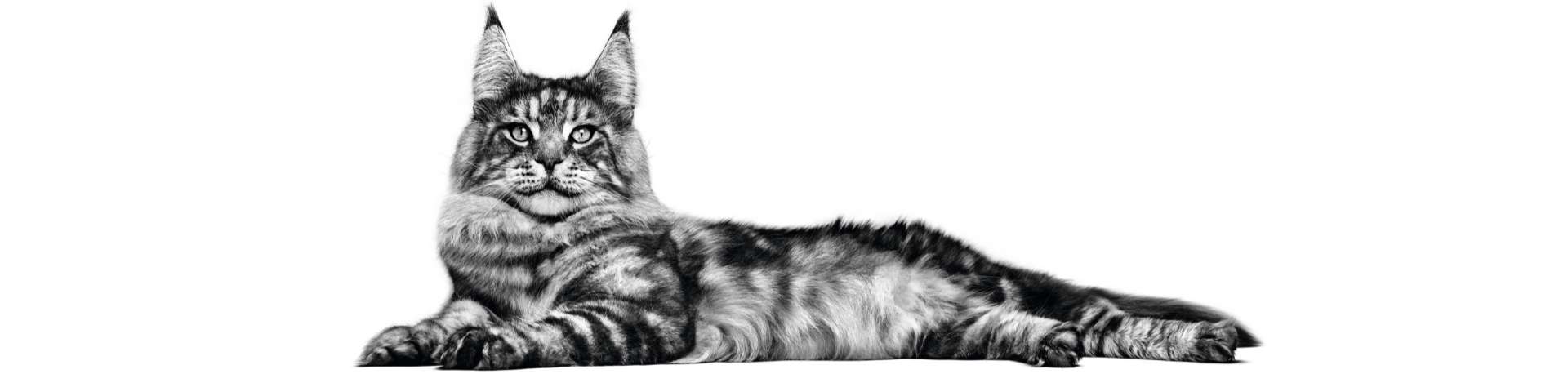 Ghidul etapei de seniorat