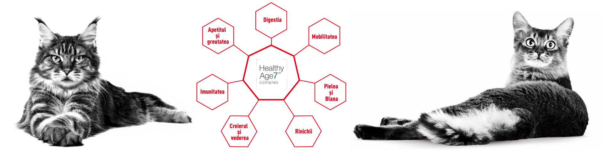 Ghidul etapei de seniorat