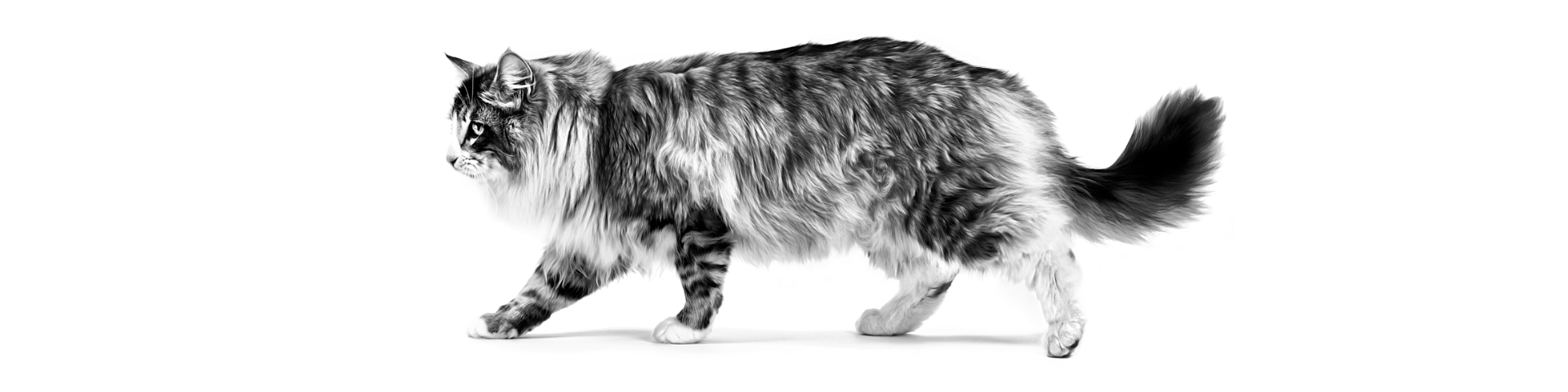 Ghidul etapei de seniorat