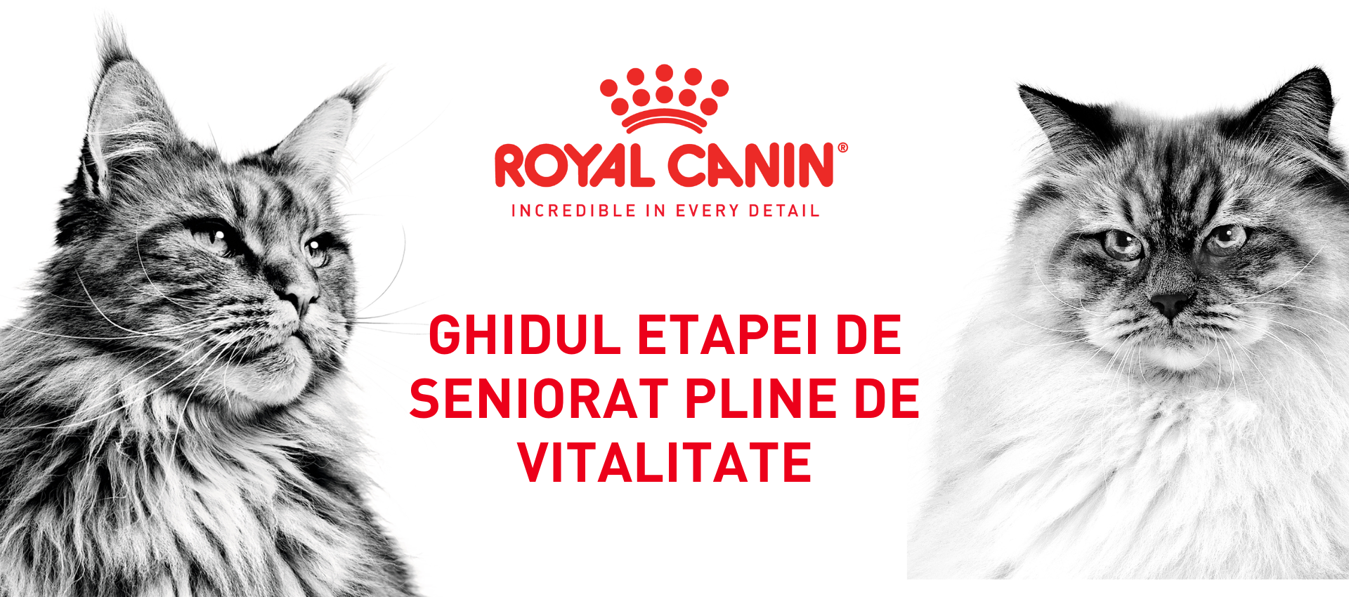 Ghidul etapei de seniorat