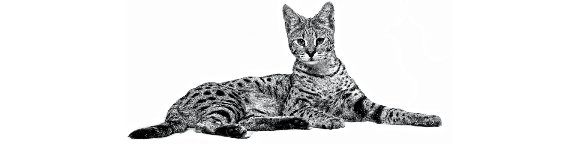 Oferă-i sărbători fericite și în siguranță