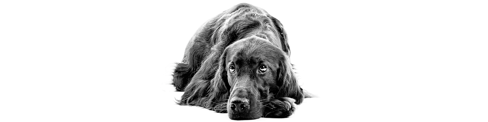 Oferă-i sărbători fericite și în siguranță