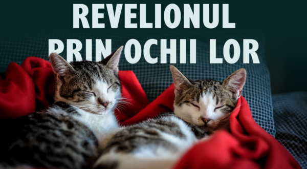 Revelionul prin ochii lor: cum ne ajutăm câinii și pisicile să rămână calmi când lumea face… BUM