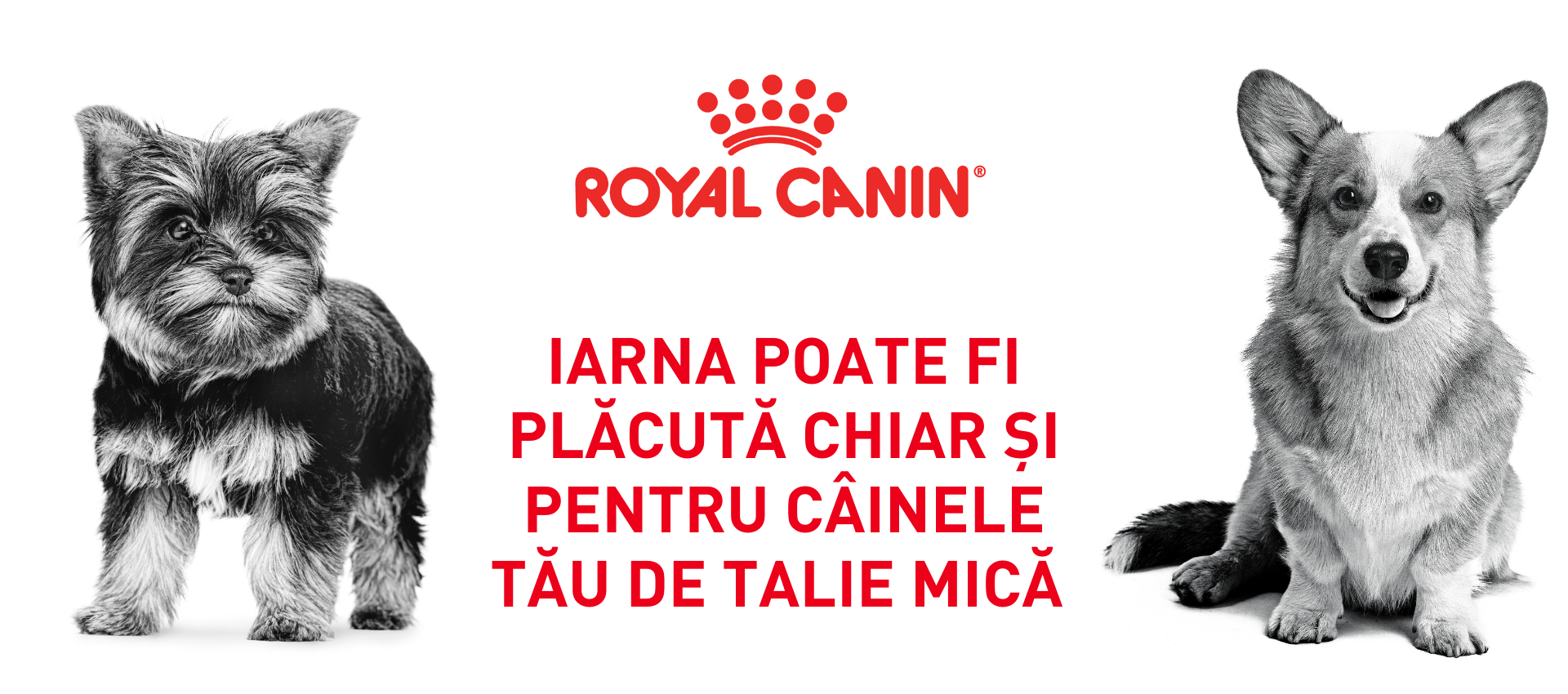 Iarna poate fi plăcută chiar și pentru câinele tău de talie mică