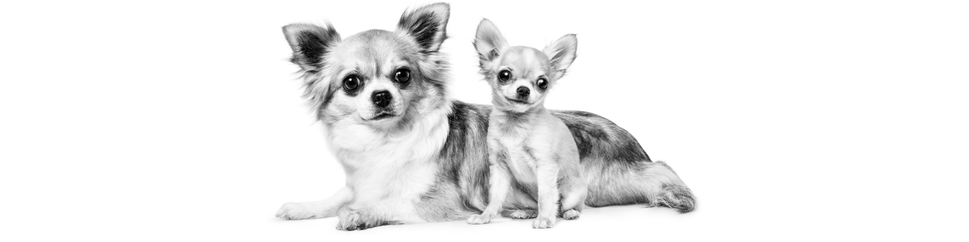 Iarna poate fi plăcută chiar și pentru câinele tău de talie mică