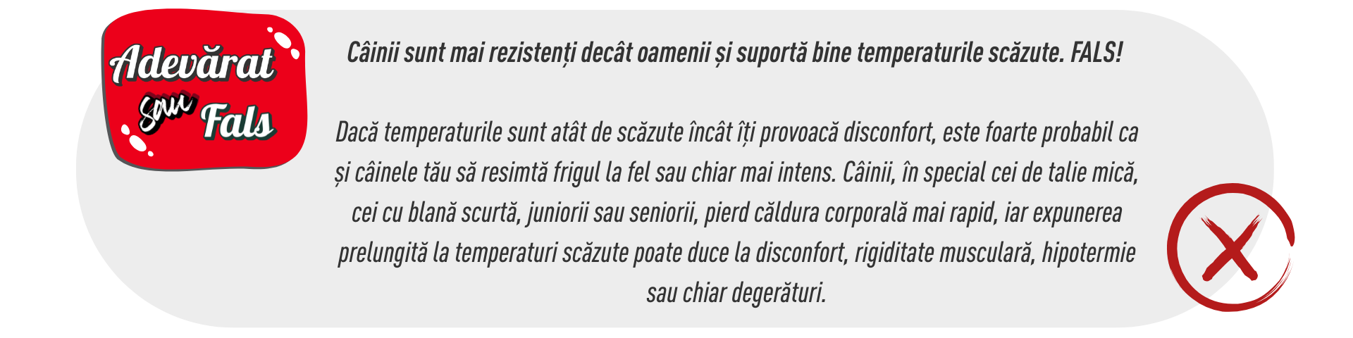 Iarna poate fi plăcută chiar și pentru câinele tău de talie mică