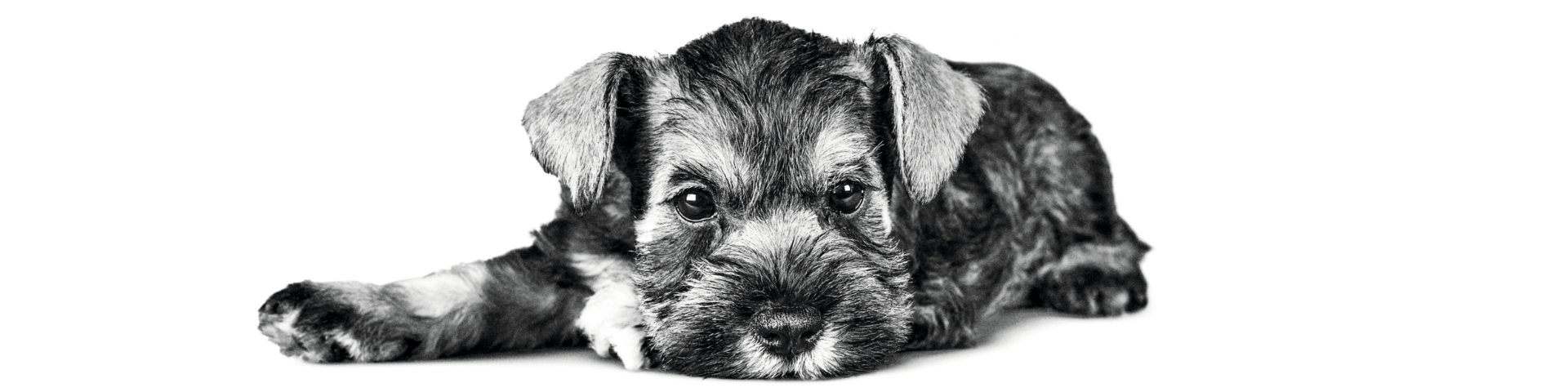 2026_02_RC_Sterilizarea câinilor și pisicilor este benefică pentru ei_pic_1