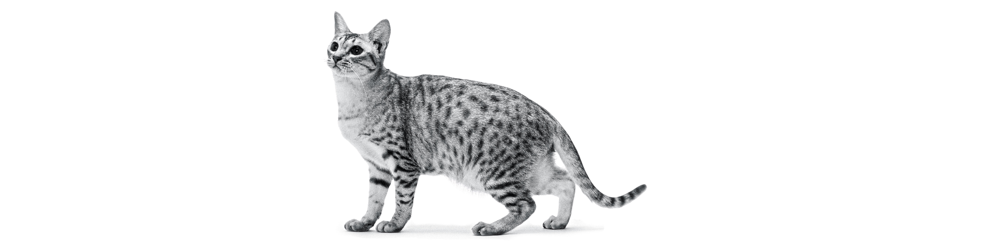 2026_02_RC_Sterilizarea câinilor și pisicilor este benefică pentru ei_pic_3