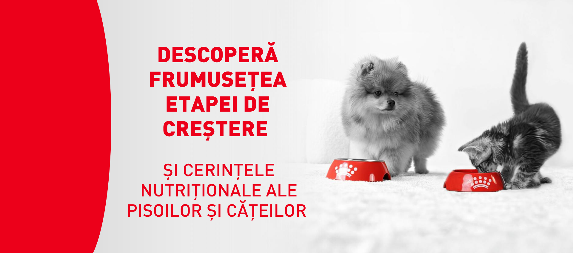 Descoperă frumusețea etapei de creștere