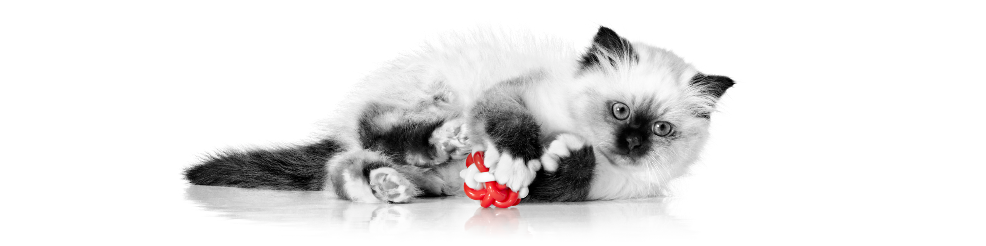 Descoperă frumusețea etapei de creștere